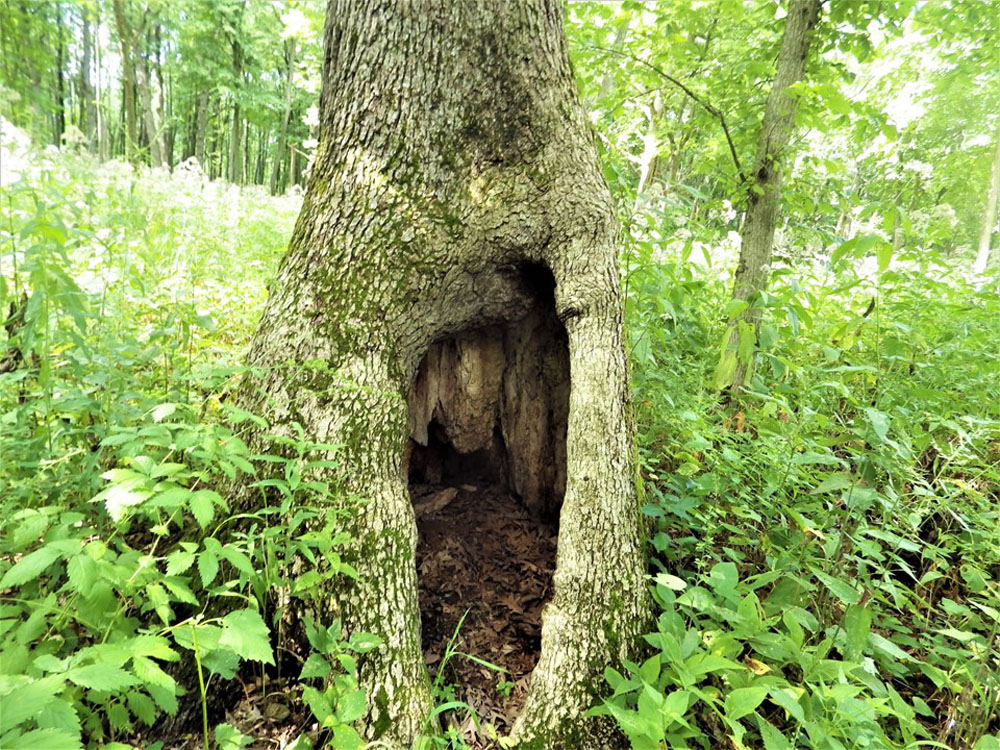 4 - NATURAL TREE HOLLOW SHELTER