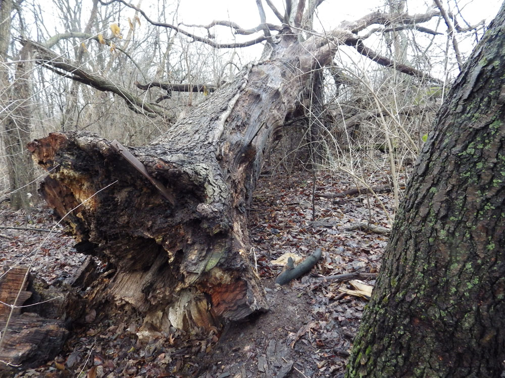 3 - UPROOTED TREE STUMP