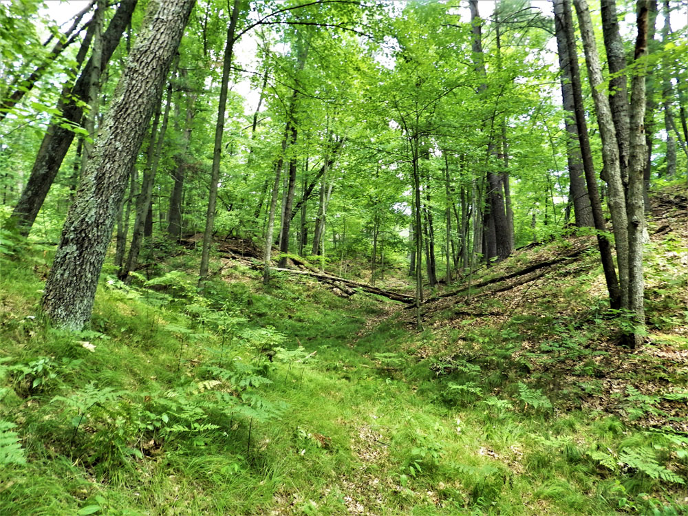 4 - WOODS IN THE WILDERNESS