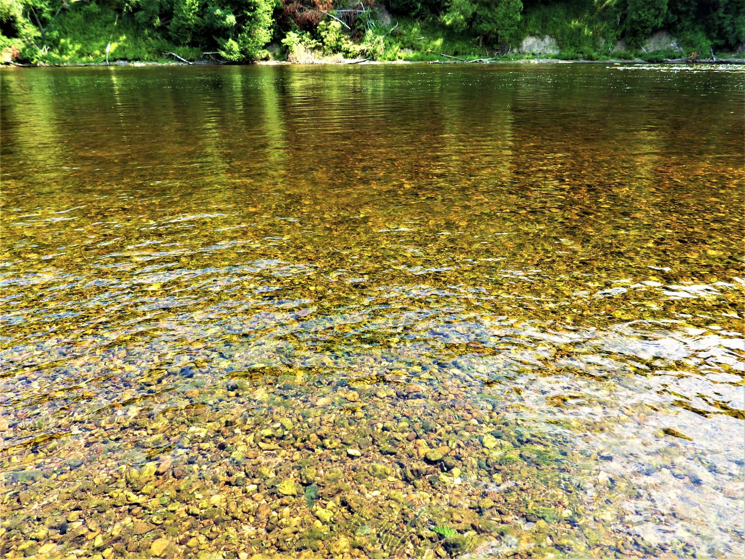 a river in a forest