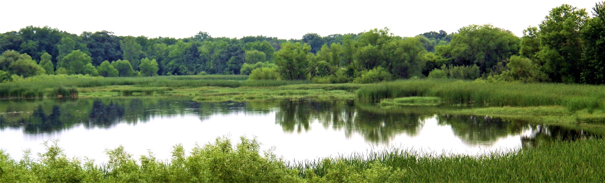 large pond in the forest