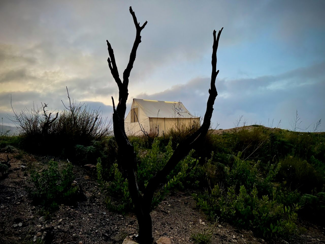 Canvas tent glowing softly in fog at dusk, framed by a burnt, leafless tree in the foreground