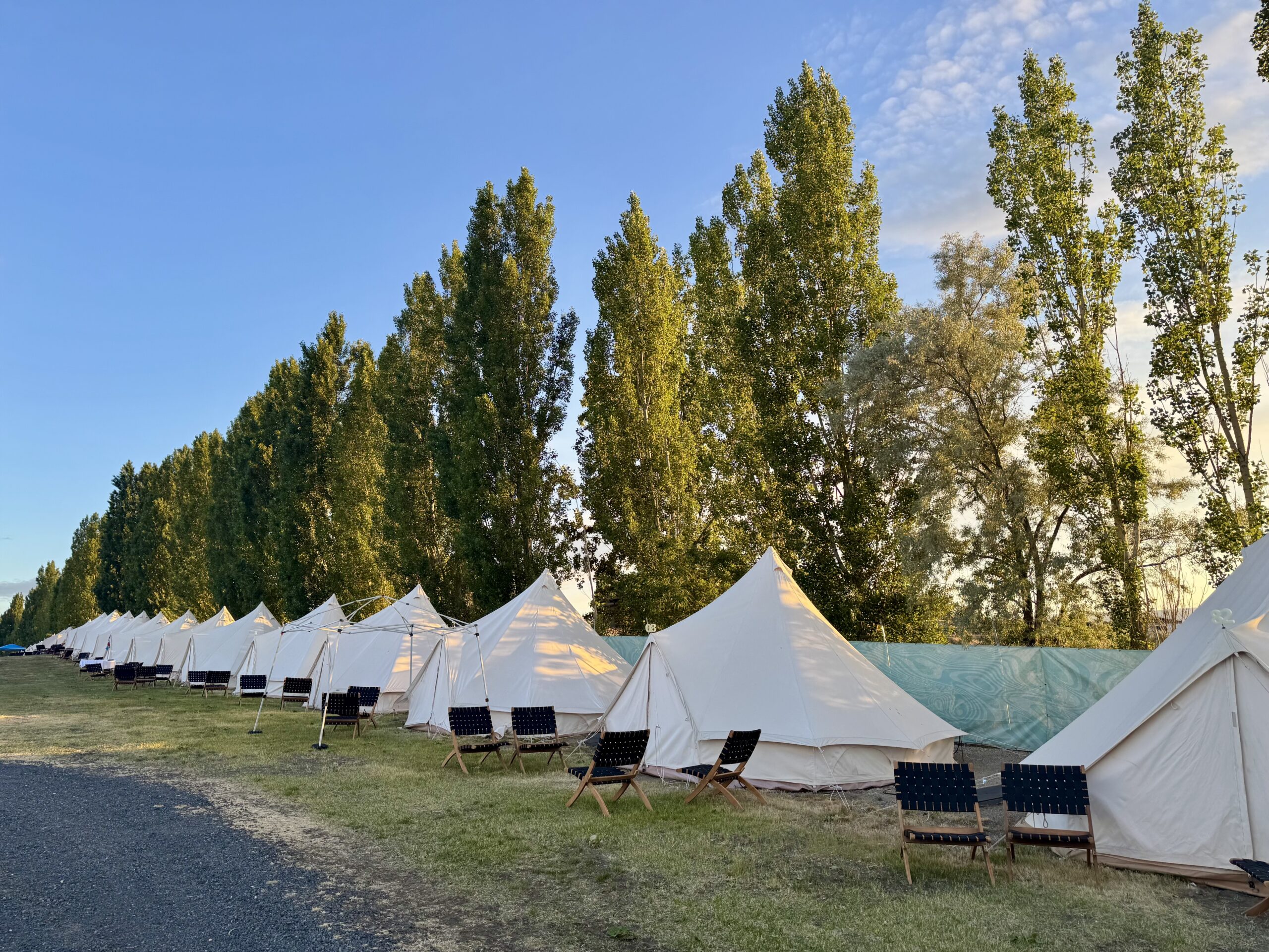 Row of white Stout bell tents with folding chairs lined up along tall poplar trees at a campground