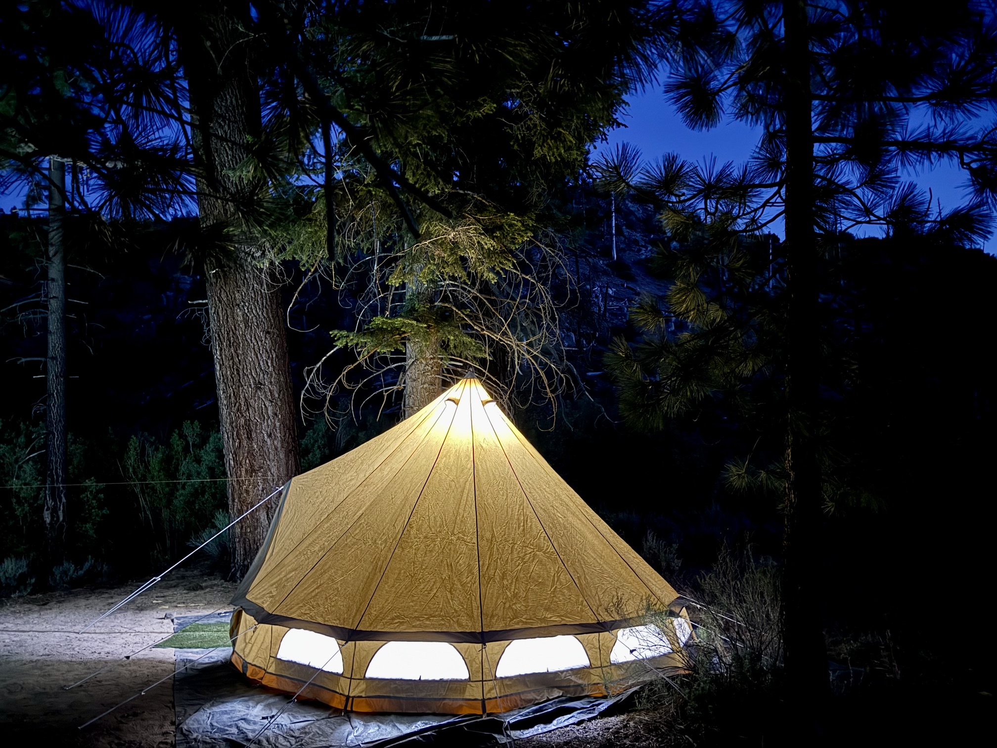 Illuminated canvas bell tent seen through dark pine branches against a fading blue evening sky