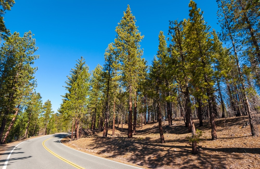 Two-lane forest road curving past tall pines under a clear blue sky in Lassen Volcanic National Park