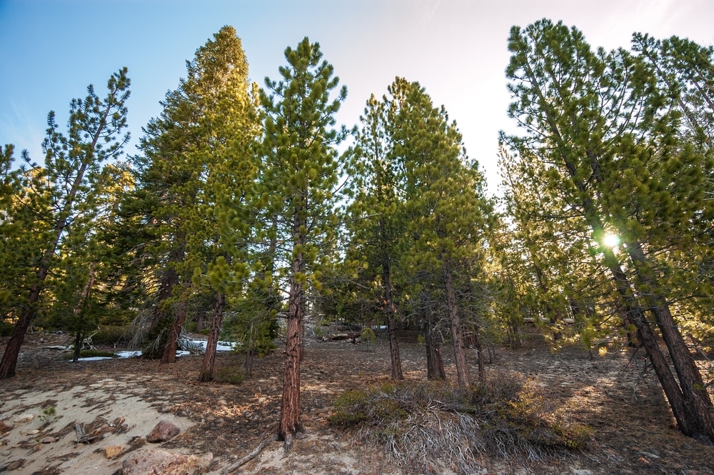 Tall ponderosa pines catching sunlight in a forest with patches of snow on the ground at Lassen