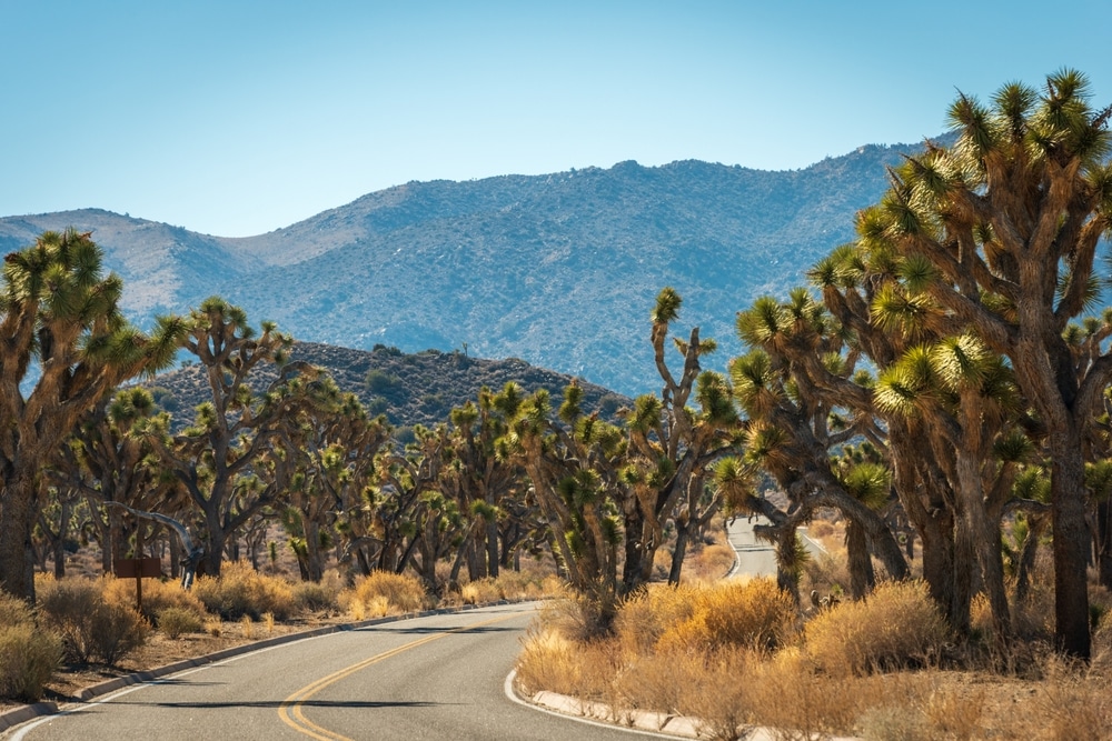 Paved road winding through Joshua trees with desert mountains rising in the background at Joshua Tree