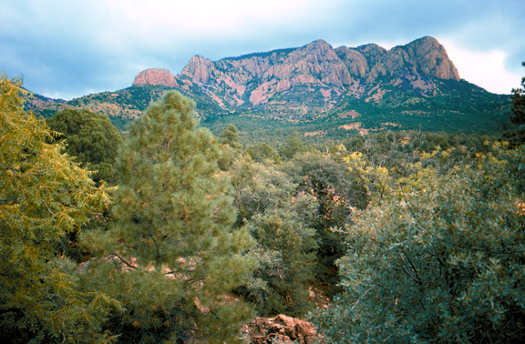 The Apache Kid Wilderness in the Cibola National Forest