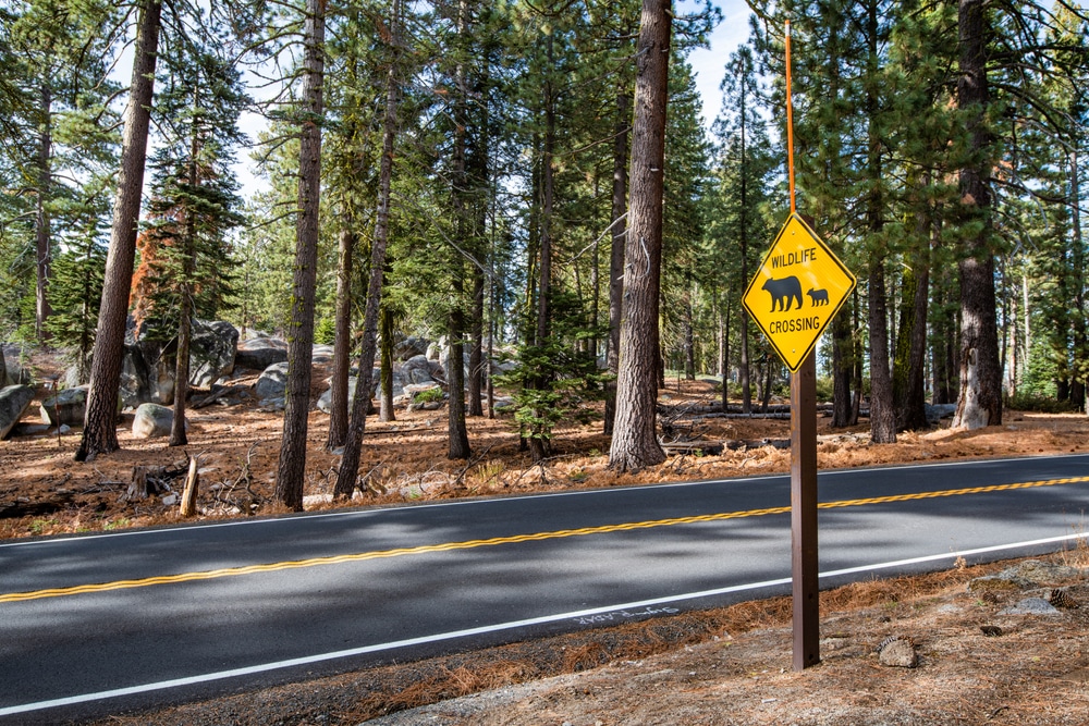 A yellow bear warning sign in a forest next to a road 