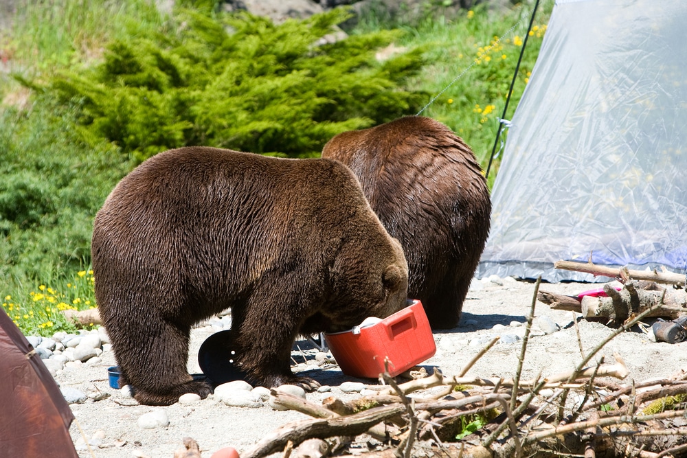 Grizzly bear breaking into a cooler at camp to get to food 