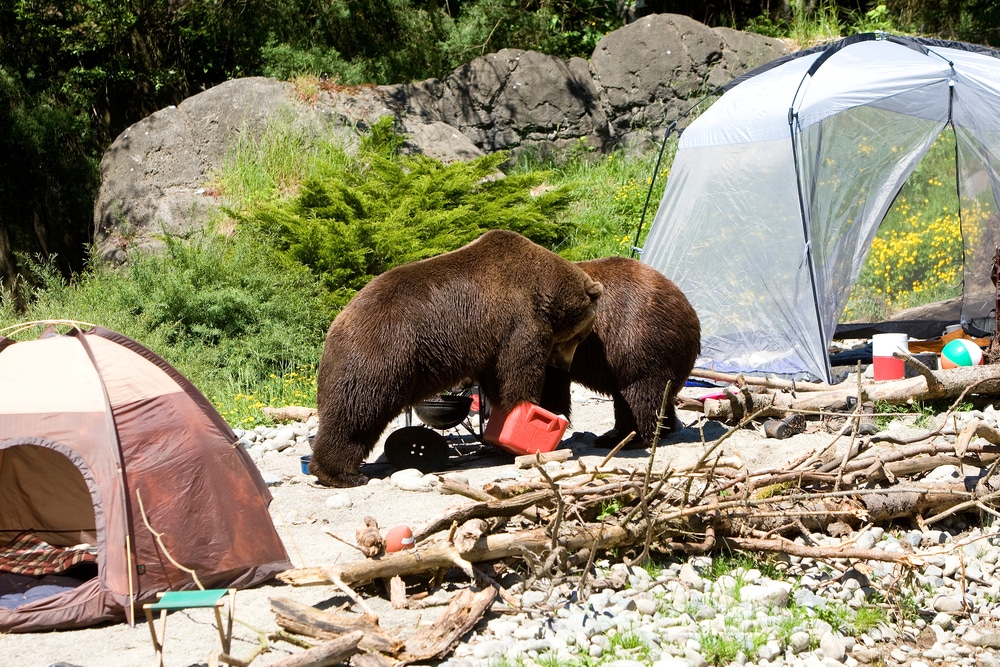 Grizzly bear breaking into a cooler to get at food 