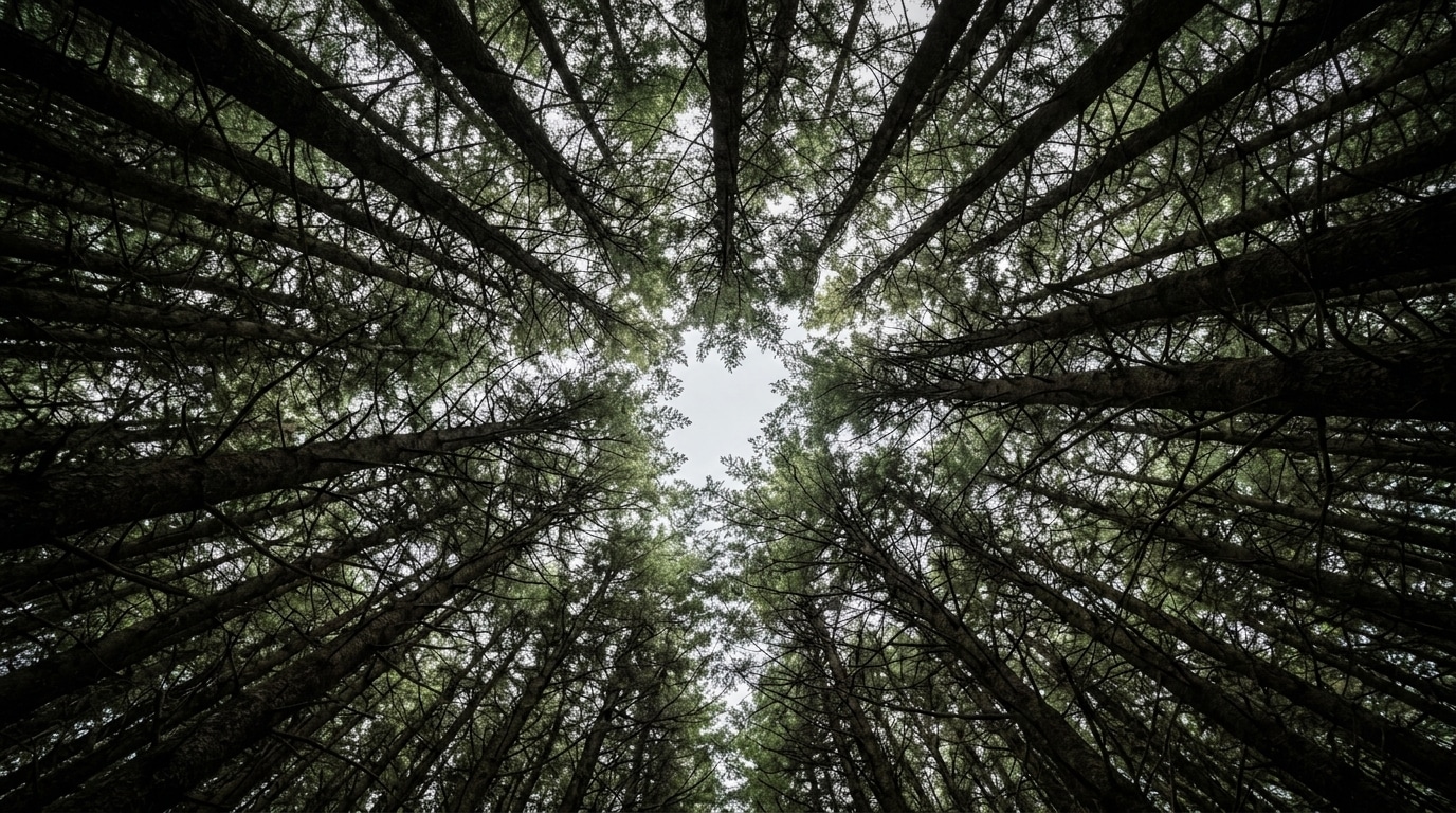 Dense conifer canopy seen from below, the tree cover that blocks Starlink Direct to Cell