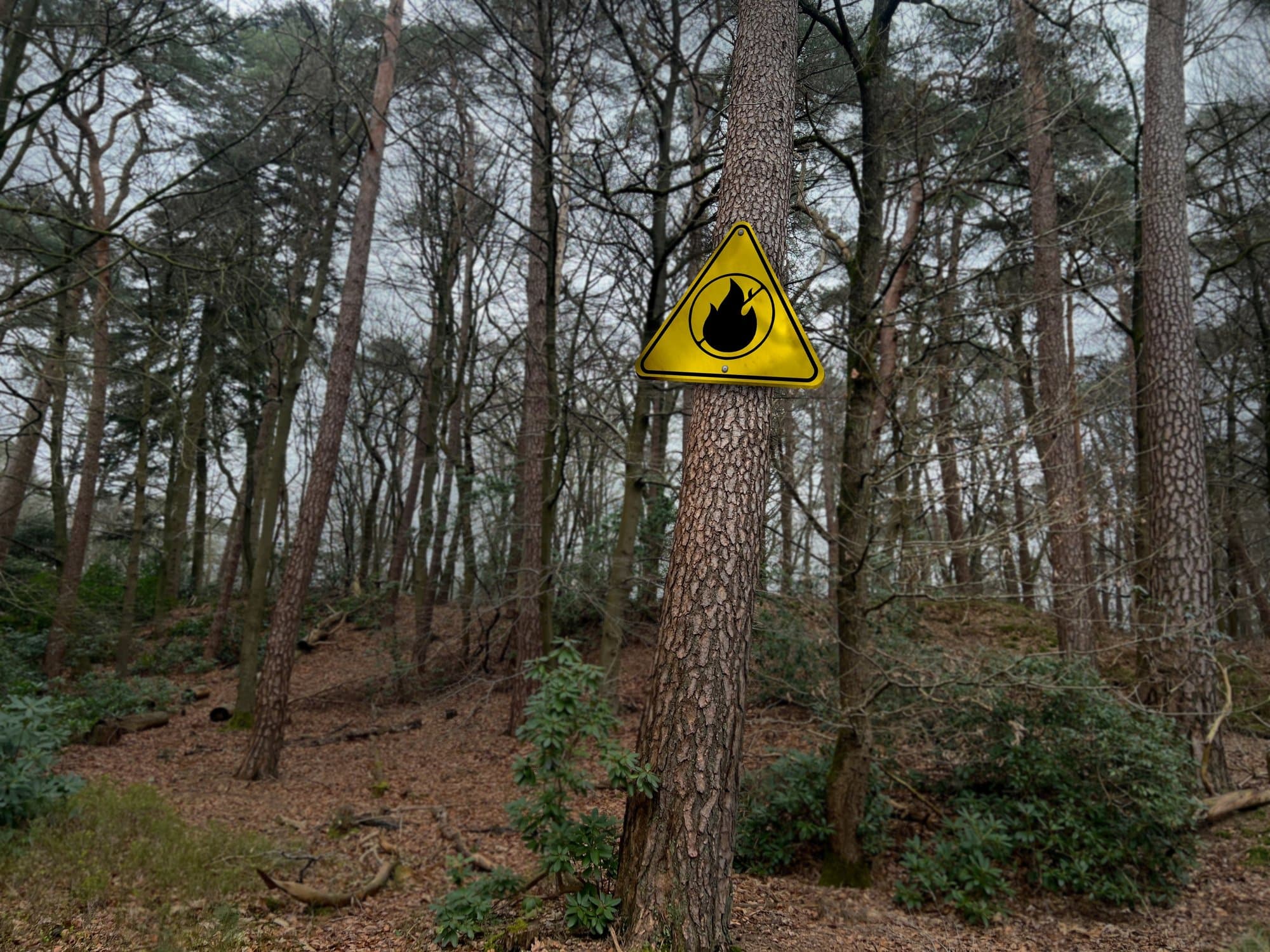 Fire warning sign in a forest Fire warning sign nailed to a pine tree in a dry forest