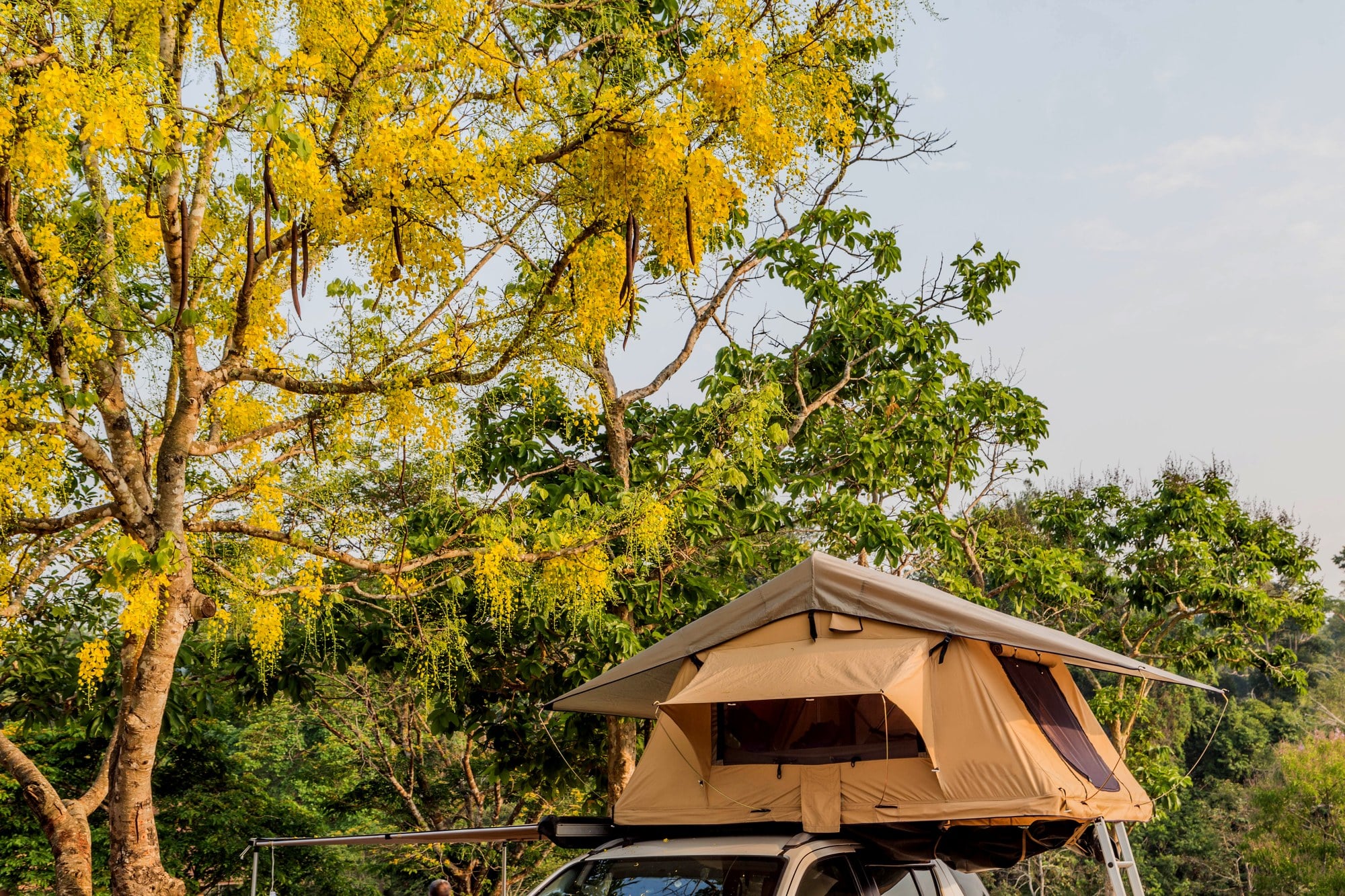 Rooftop tent camp Rooftop tent set up on a vehicle under flowering trees
