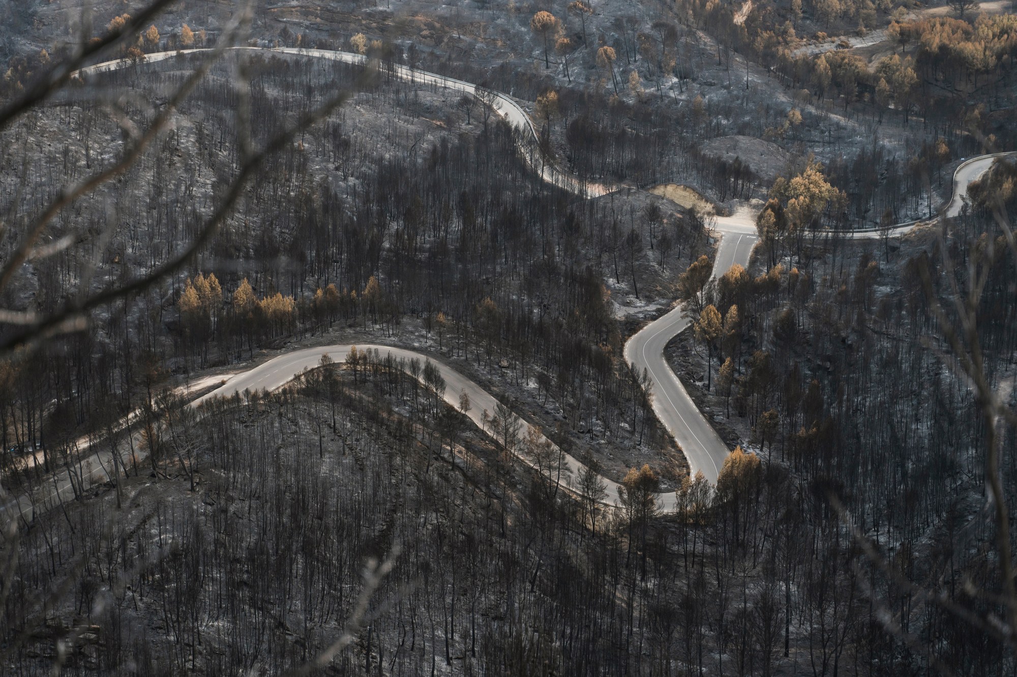 Road through a burned forest Aerial view of a winding road through a burned forest after a wildfire