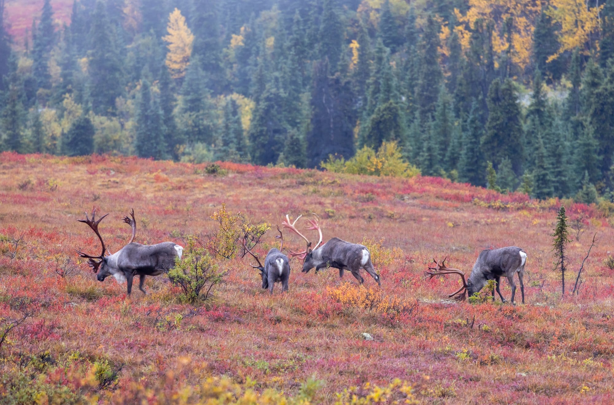 Caribou on Alaska tundra Barren-ground caribou bulls grazing on autumn tundra in Alaska
